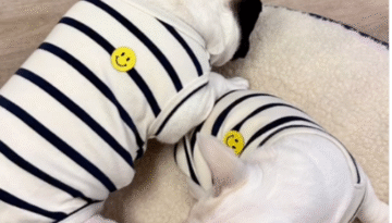 dogcafepm_パンムー