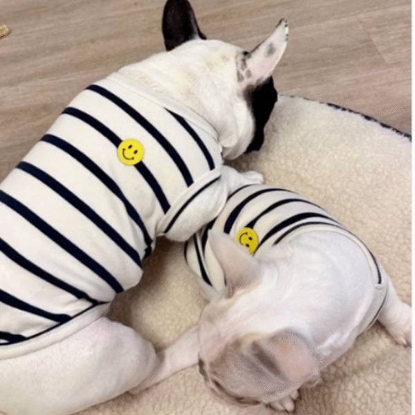 dogcafepm_パンムー